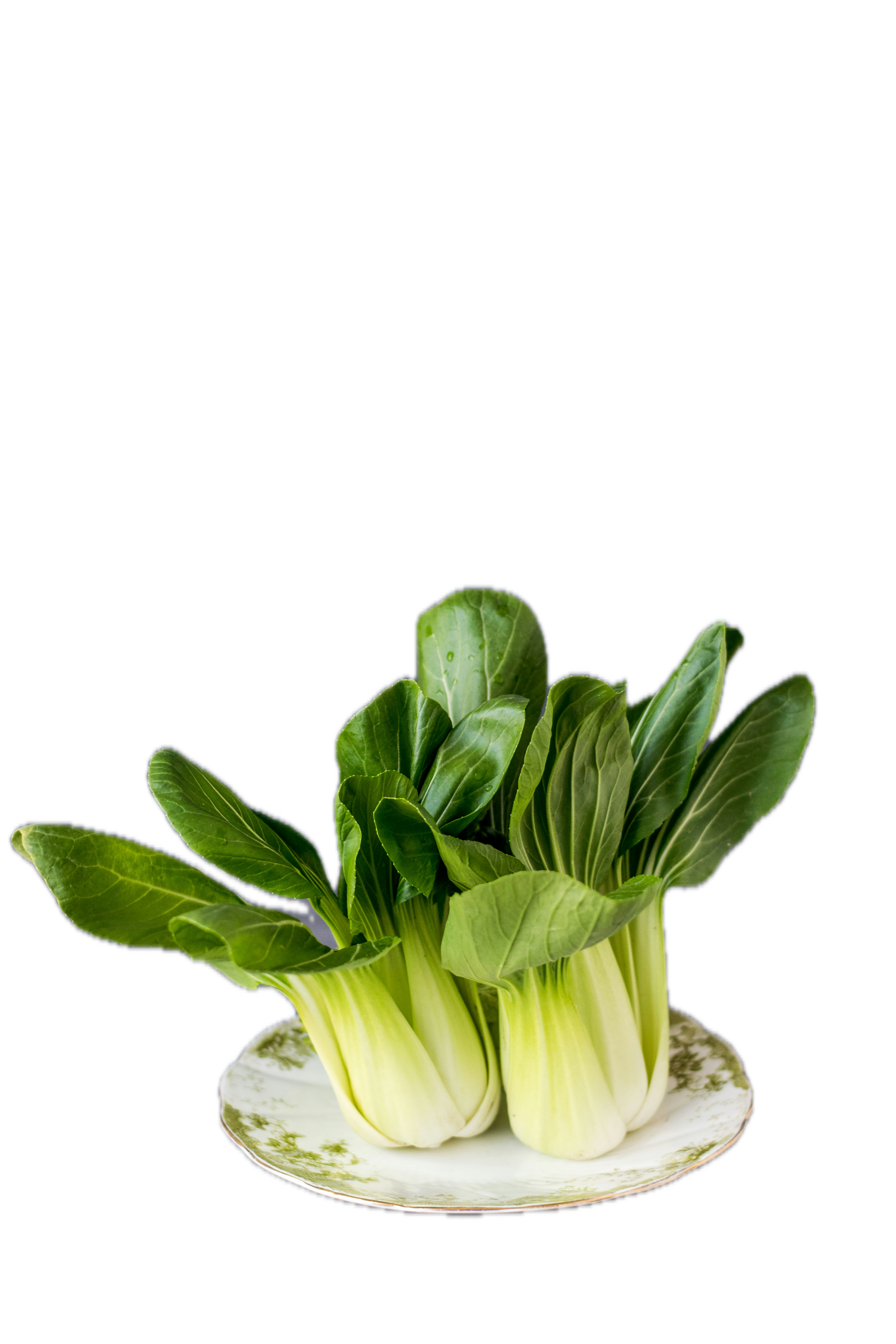 Bokchoy on a plate, transparent background